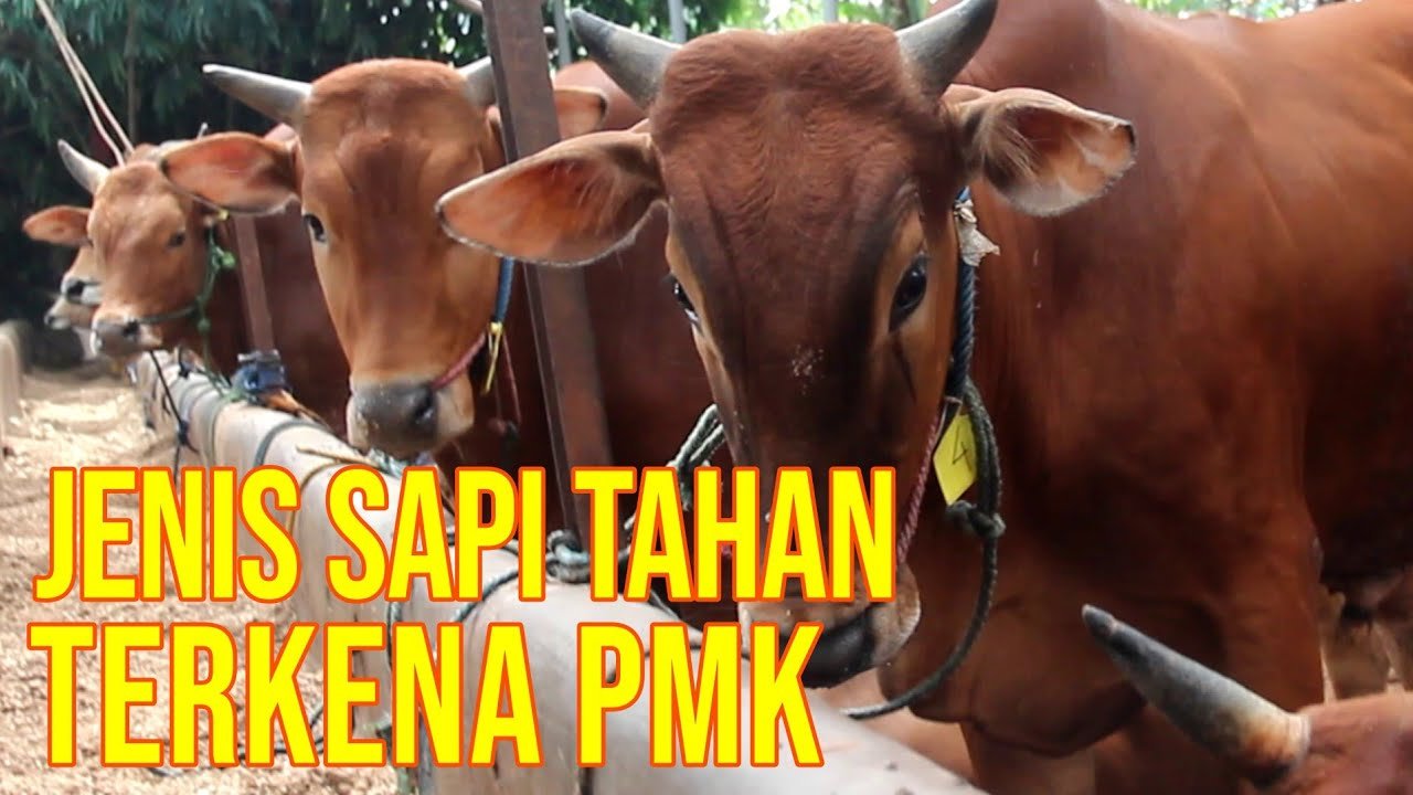 
                                 Sapi-Lokal-Tahan-PMK